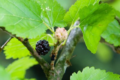 Morus alba - morušovník bílý - plod